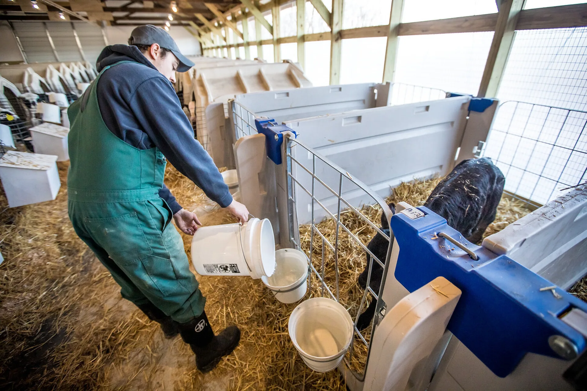 Making Sure Calves Are Healthy background image